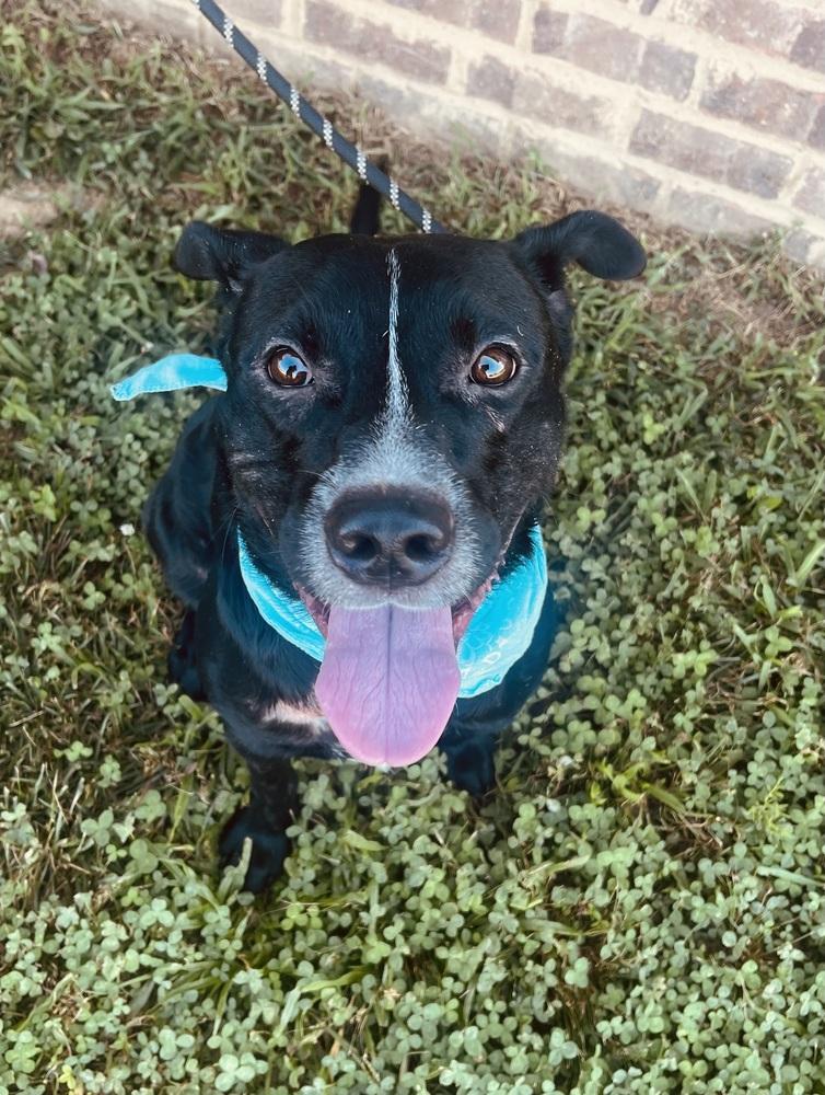 Harley Duke, a Adoptable mixed breed in Dickson, TN image 4/4