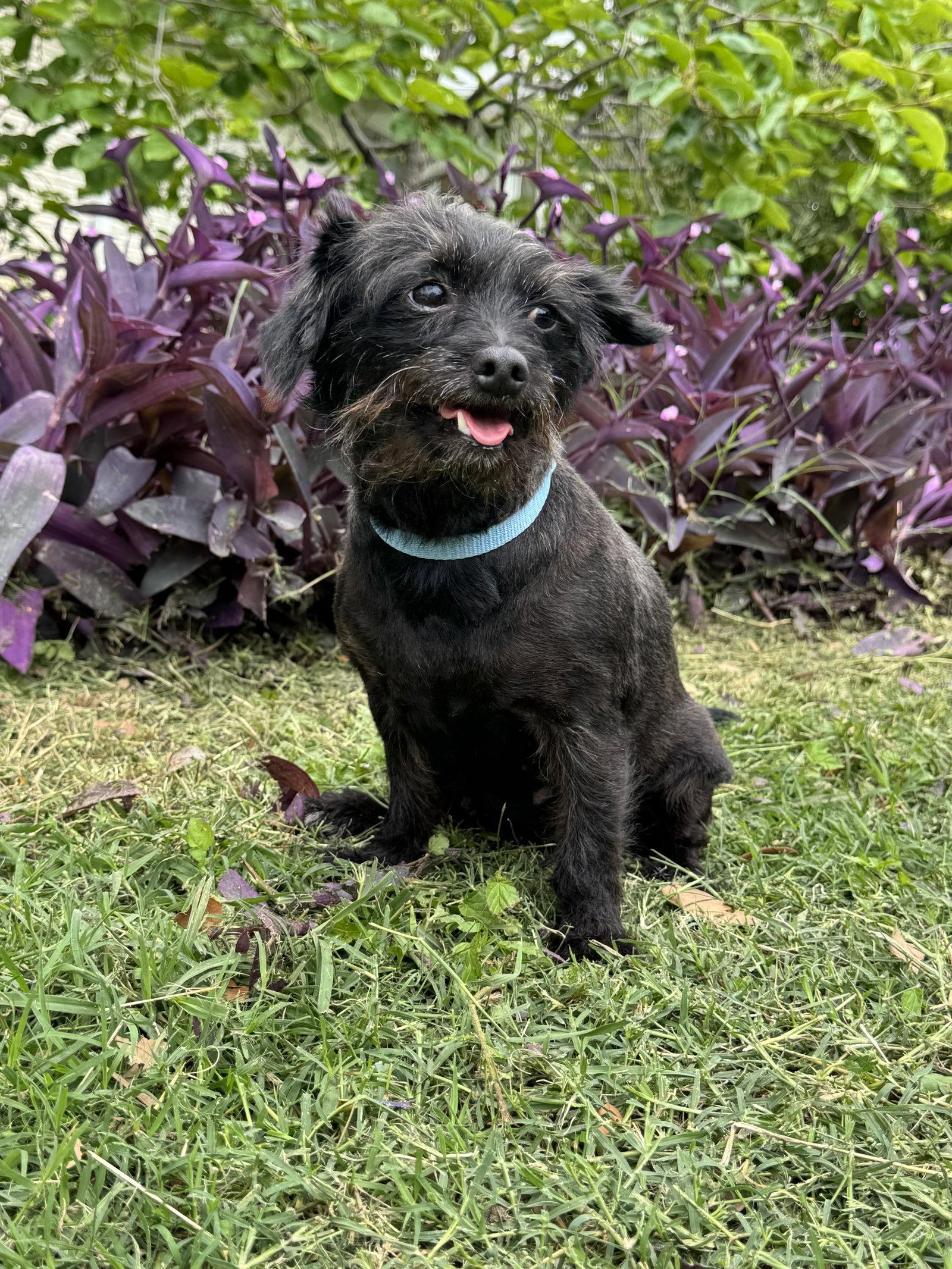 Jacy, Adoptable, Adult Female Dachshund & Terrier.