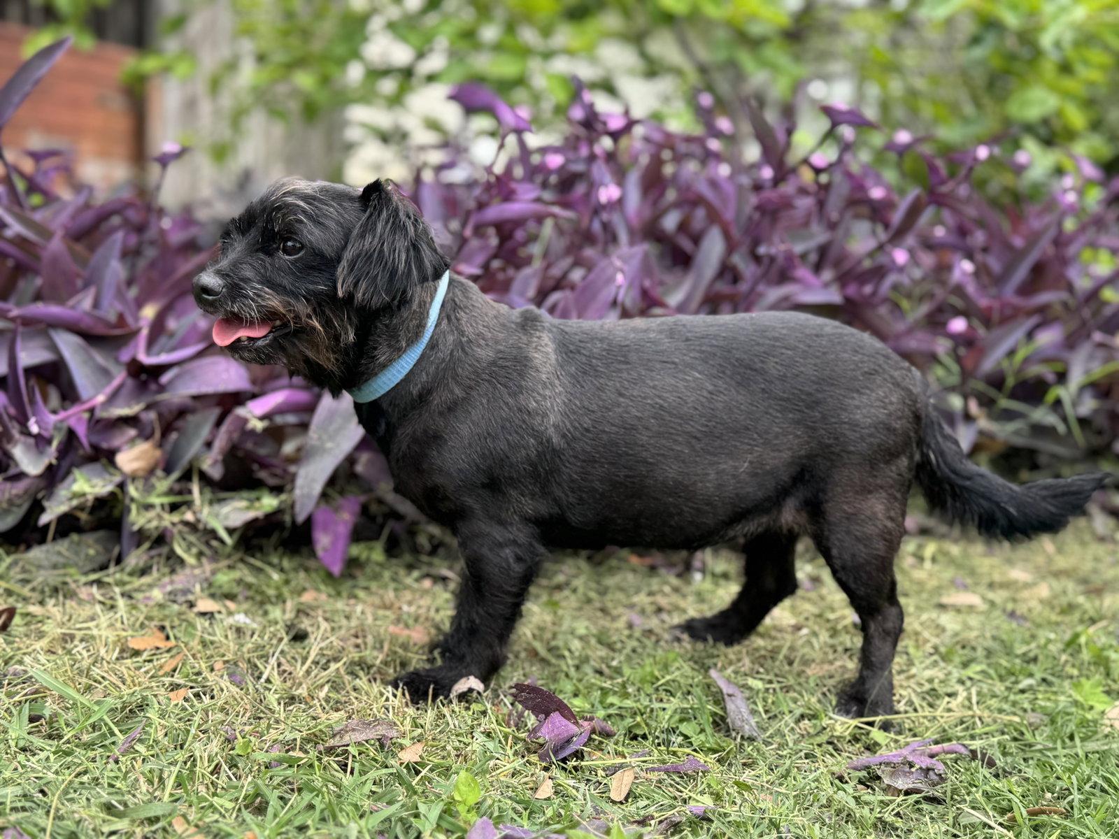 Jacy, a Adoptable mixed breed in Helotes, TX image 2/3