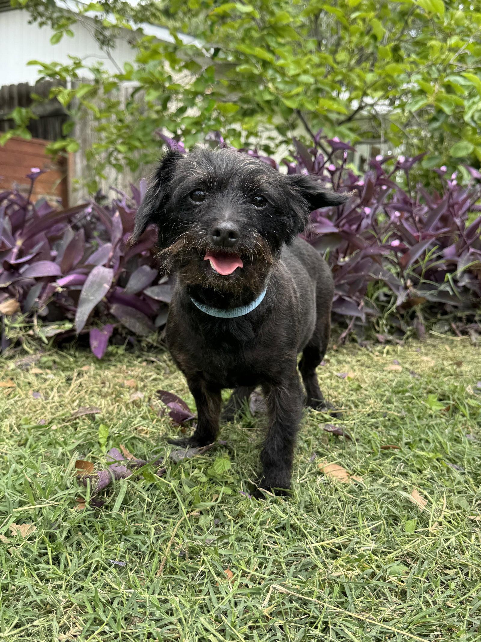 Jacy, a Adoptable mixed breed in Helotes, TX image 3/3