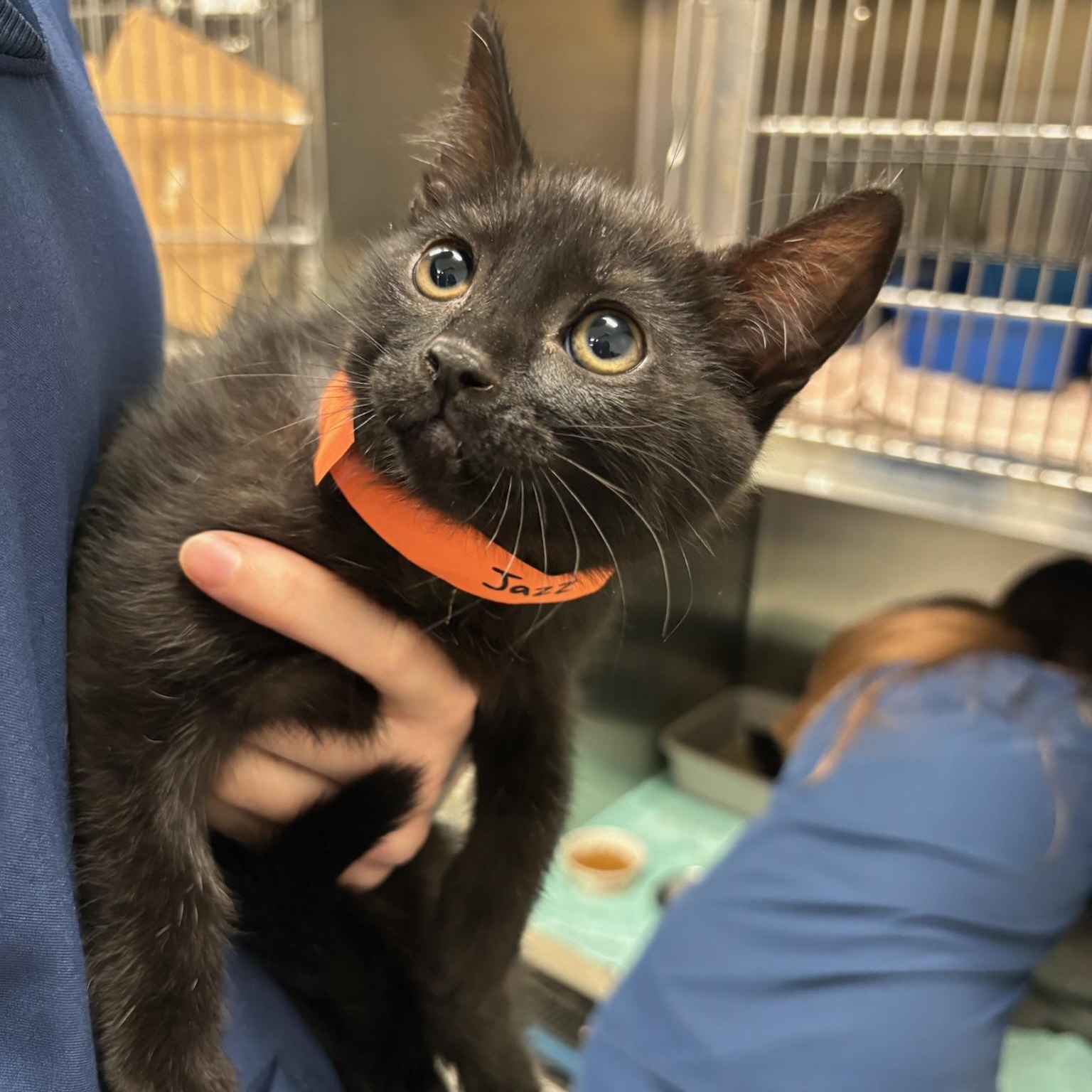 Jazz, a ADOPTABLE Domestic Short Hair in Kent, WA image 2/3