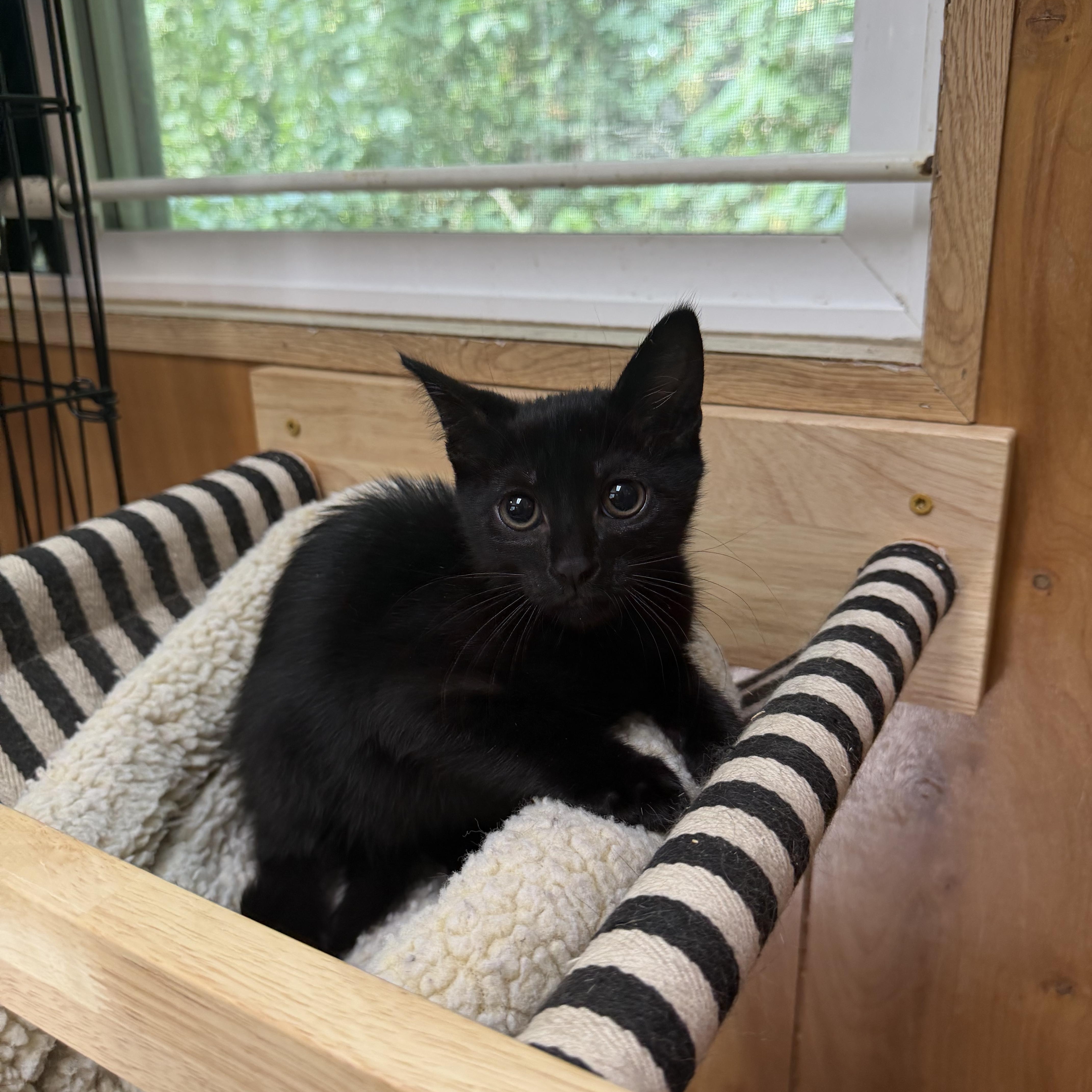 Jazz, a ADOPTABLE Domestic Short Hair in Kent, WA image 3/3
