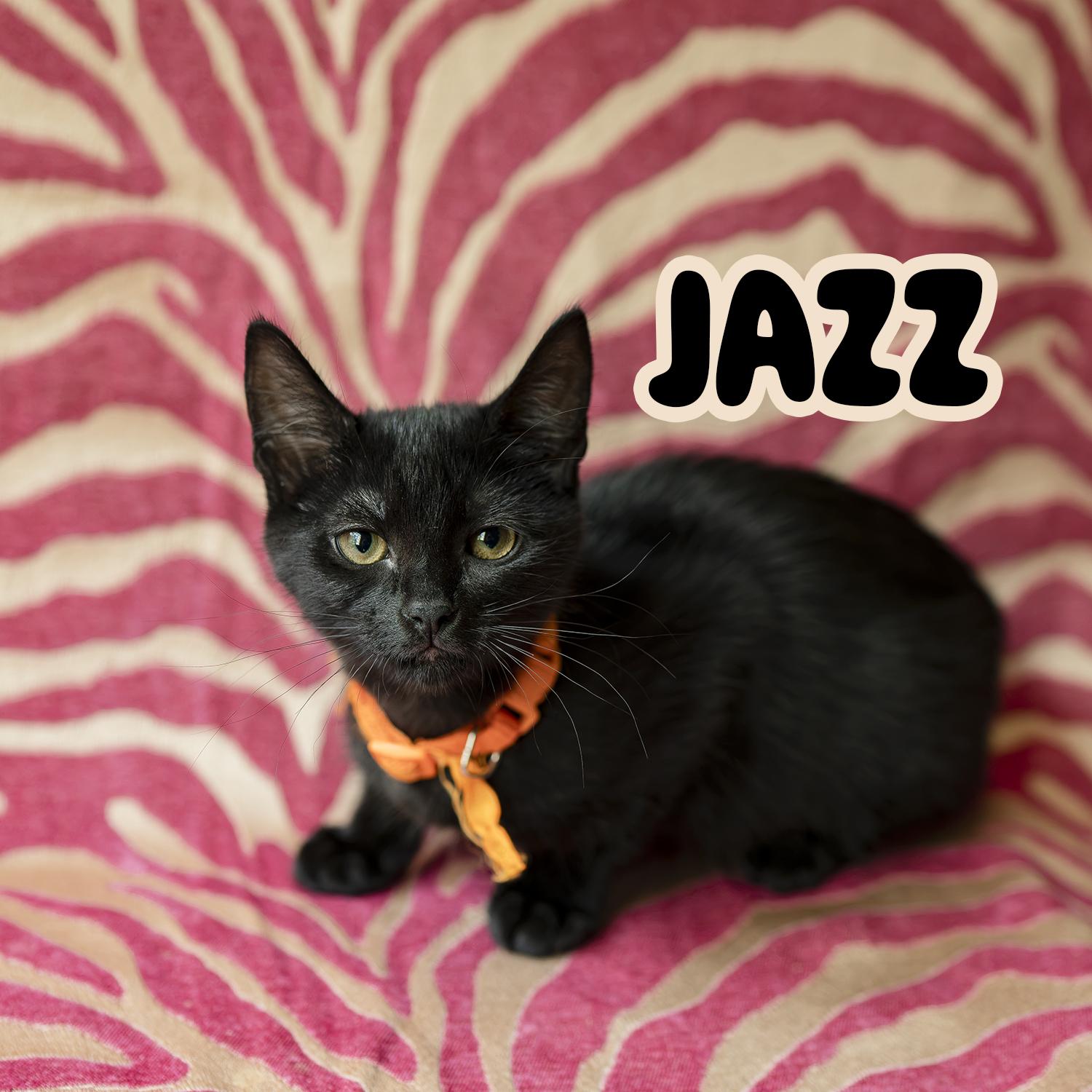 Jazz, ADOPTABLE, Kitten Female Domestic Short Hair.