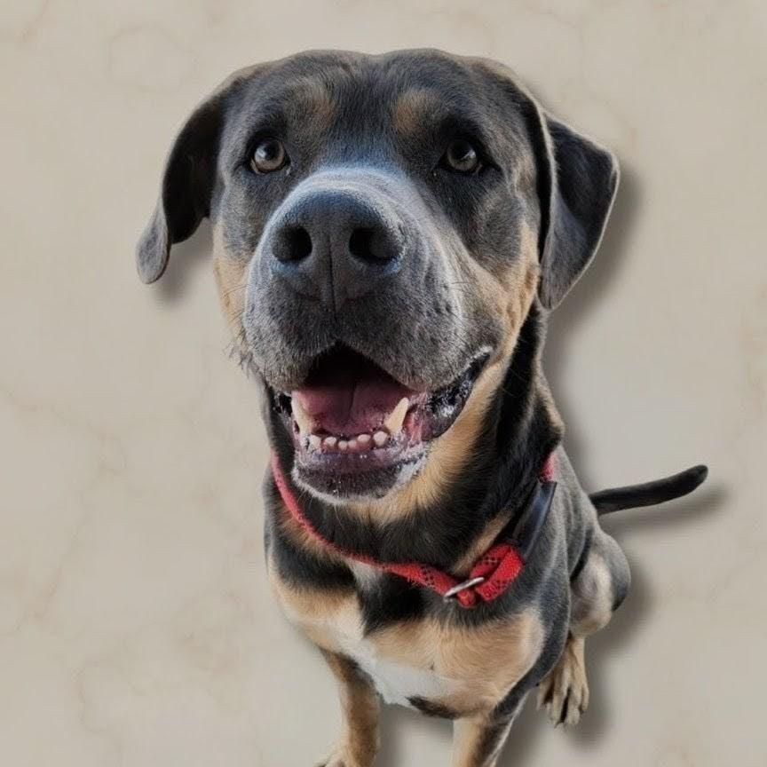 Gonzo, ADOPTABLE, Adult Male Pit Bull Terrier.