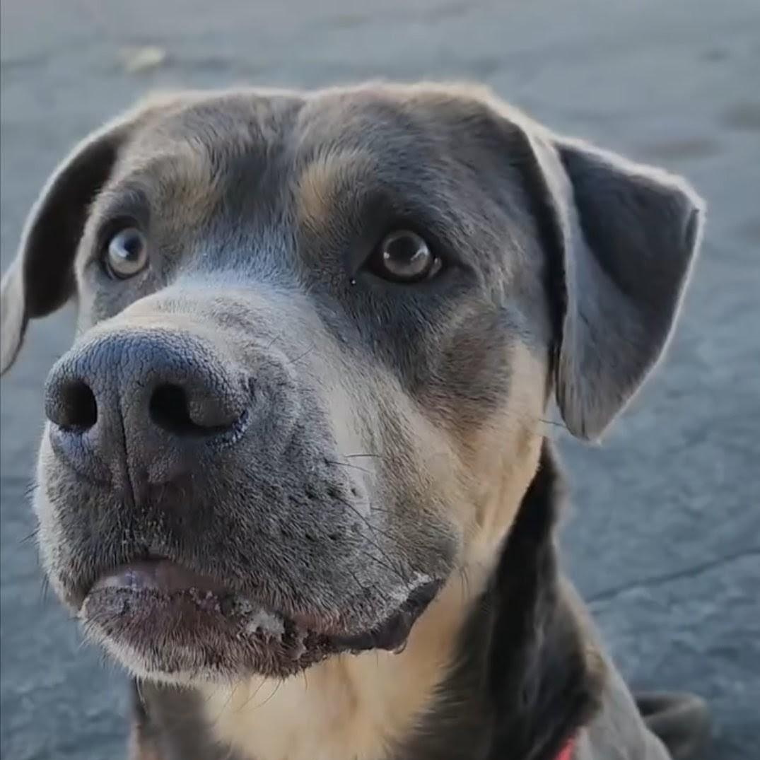 Enlarge Gonzo, a ADOPTABLE mixed breed in Ferndale, WA image 2/2