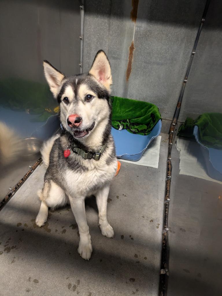 Enlarge Balto, a Adoptable mixed breed in Kodiak, AK image 1/2