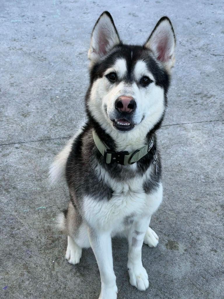Enlarge Balto, a Adoptable mixed breed in Kodiak, AK image 2/2