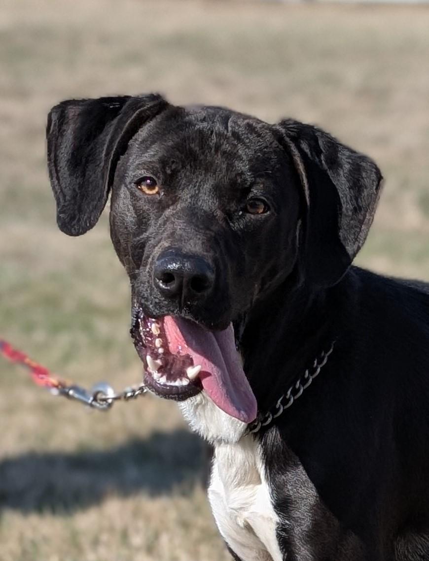 Zip, Adoptable, Adult Male German Shorthaired Pointer.