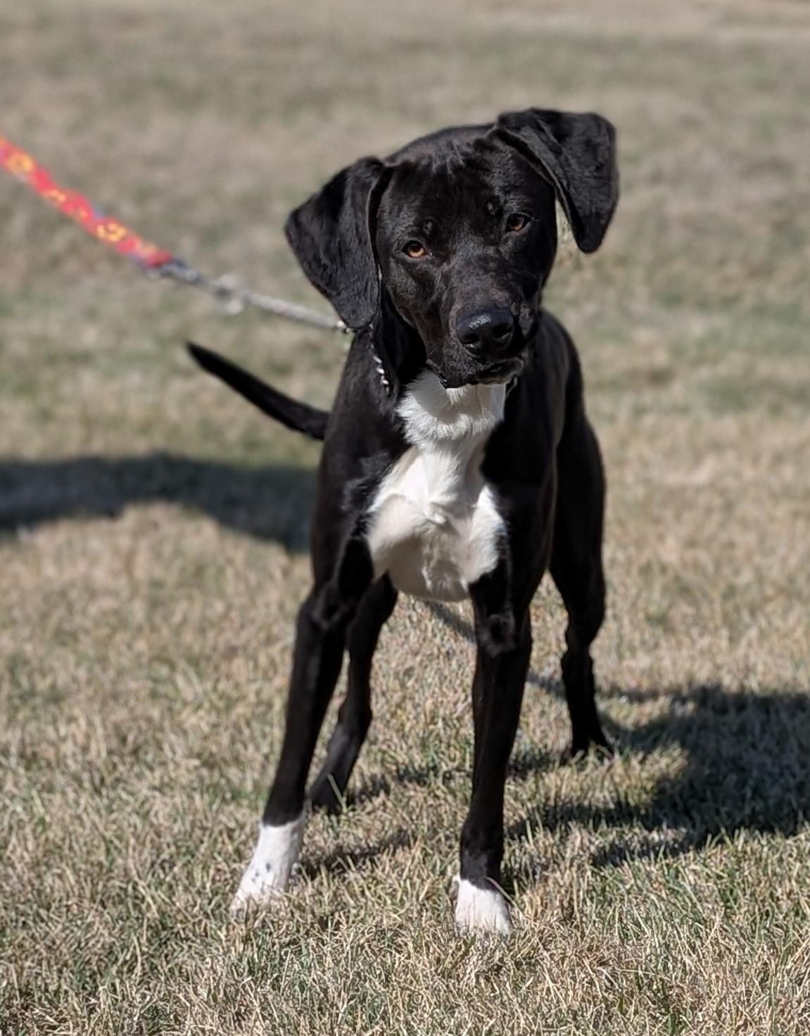 Zip, a Adoptable mixed breed in Hastings, NE image 3/4