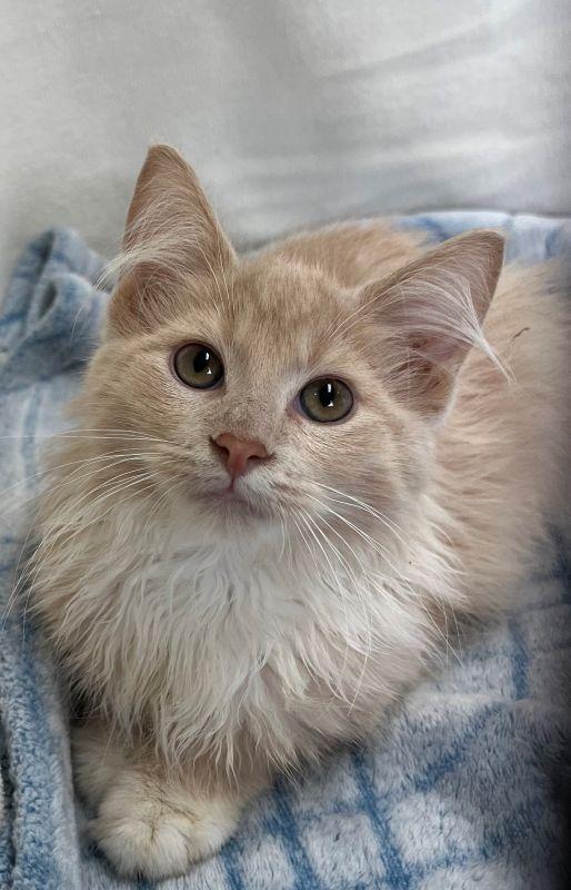 Jayden, Adopted, Kitten Female Domestic Long Hair.