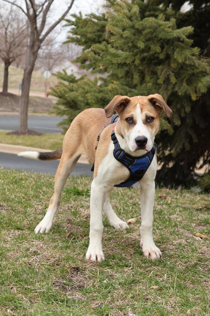 Enlarge Pop, a Adoptable mixed breed in Savage, MN image 1/5