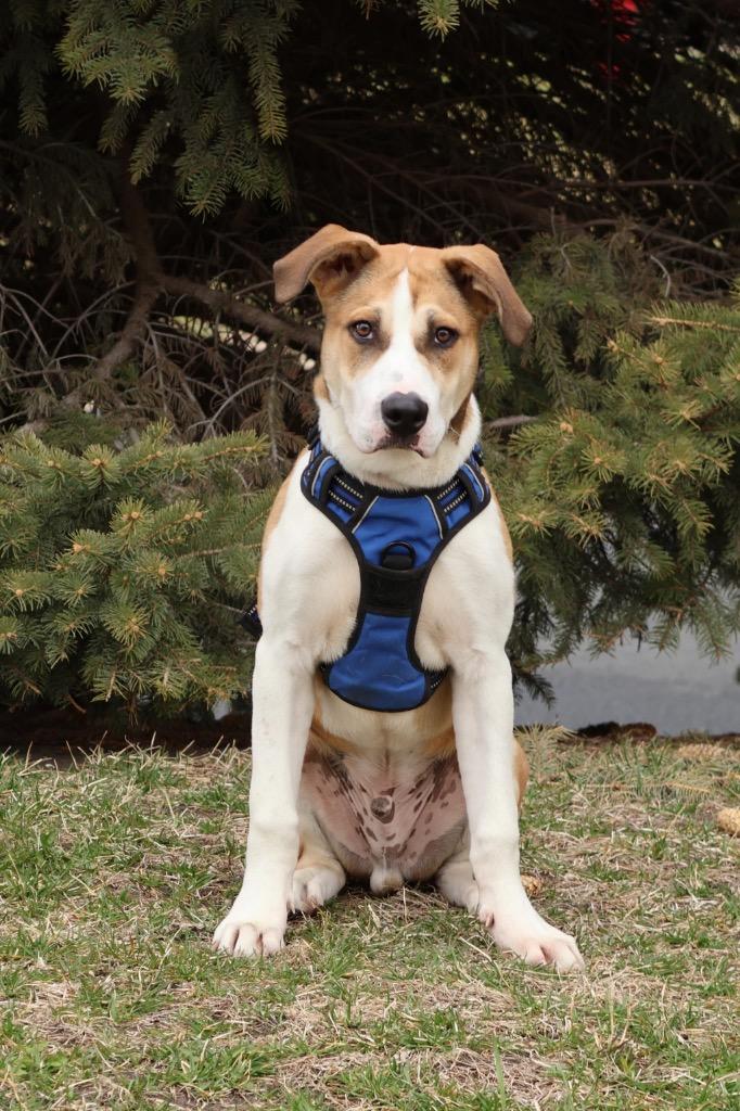 Enlarge Pop, a Adoptable mixed breed in Savage, MN image 2/5