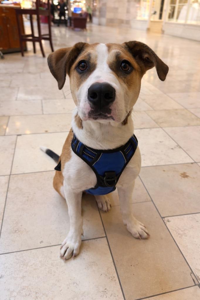 Enlarge Pop, a Adoptable mixed breed in Savage, MN image 5/5