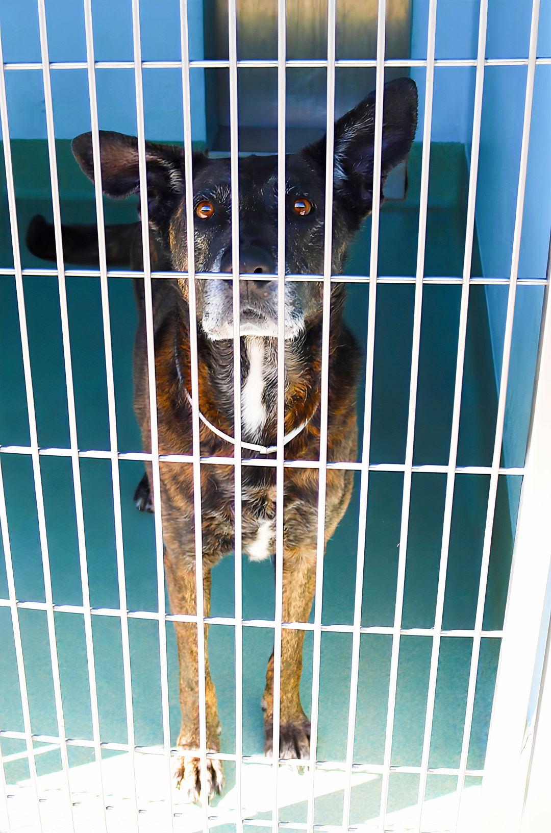 HONEY, Adoptable, Adult Female Plott Hound.