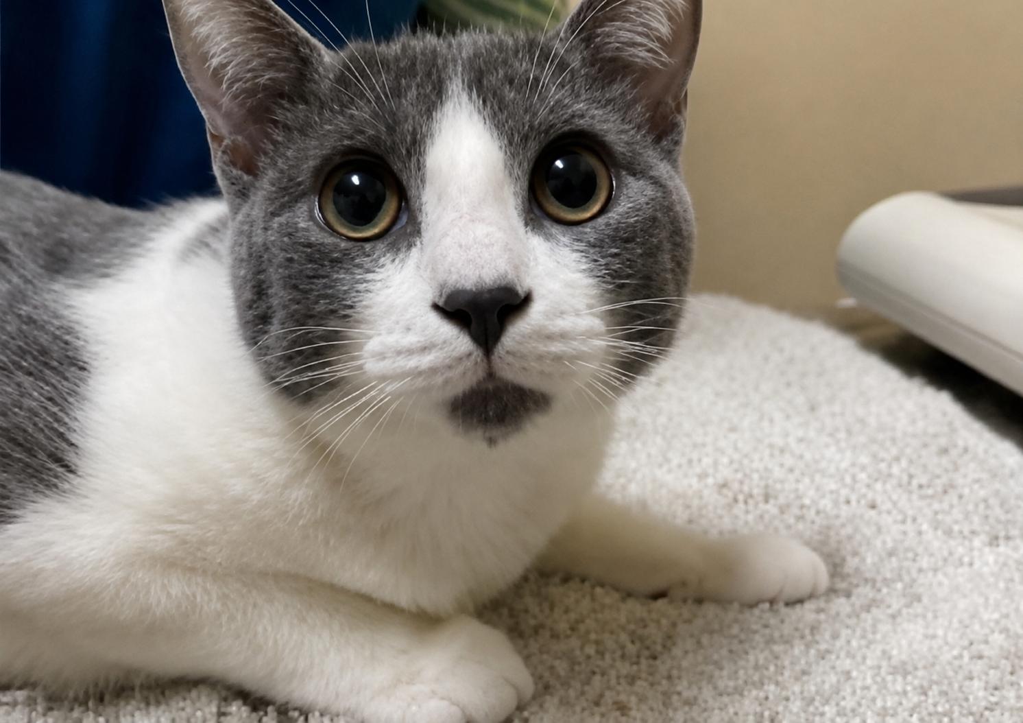 Enlarge XENA & ZEUS #1979 - Offered by Owner- bonded, a Adoptable Domestic Short Hair in Hillsboro, OR image 1/2