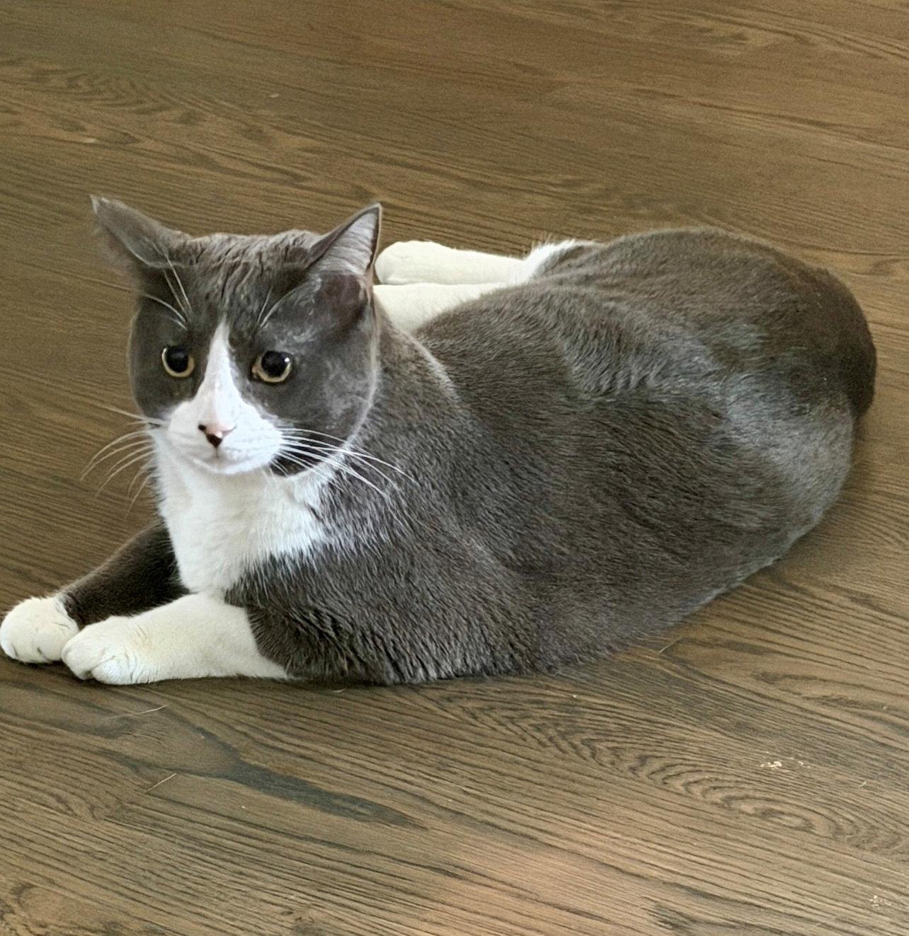 Enlarge XENA & ZEUS #1979 - Offered by Owner- bonded, a Adoptable Domestic Short Hair in Hillsboro, OR image 2/2