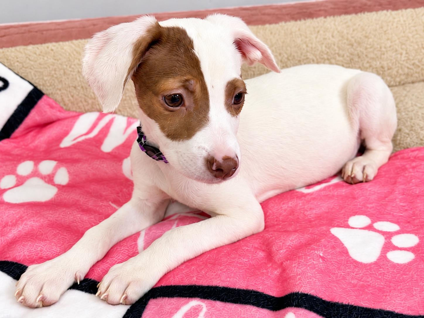 Enlarge Aurora, a Adoptable Mixed Breed in Park Forest, IL image 2/6