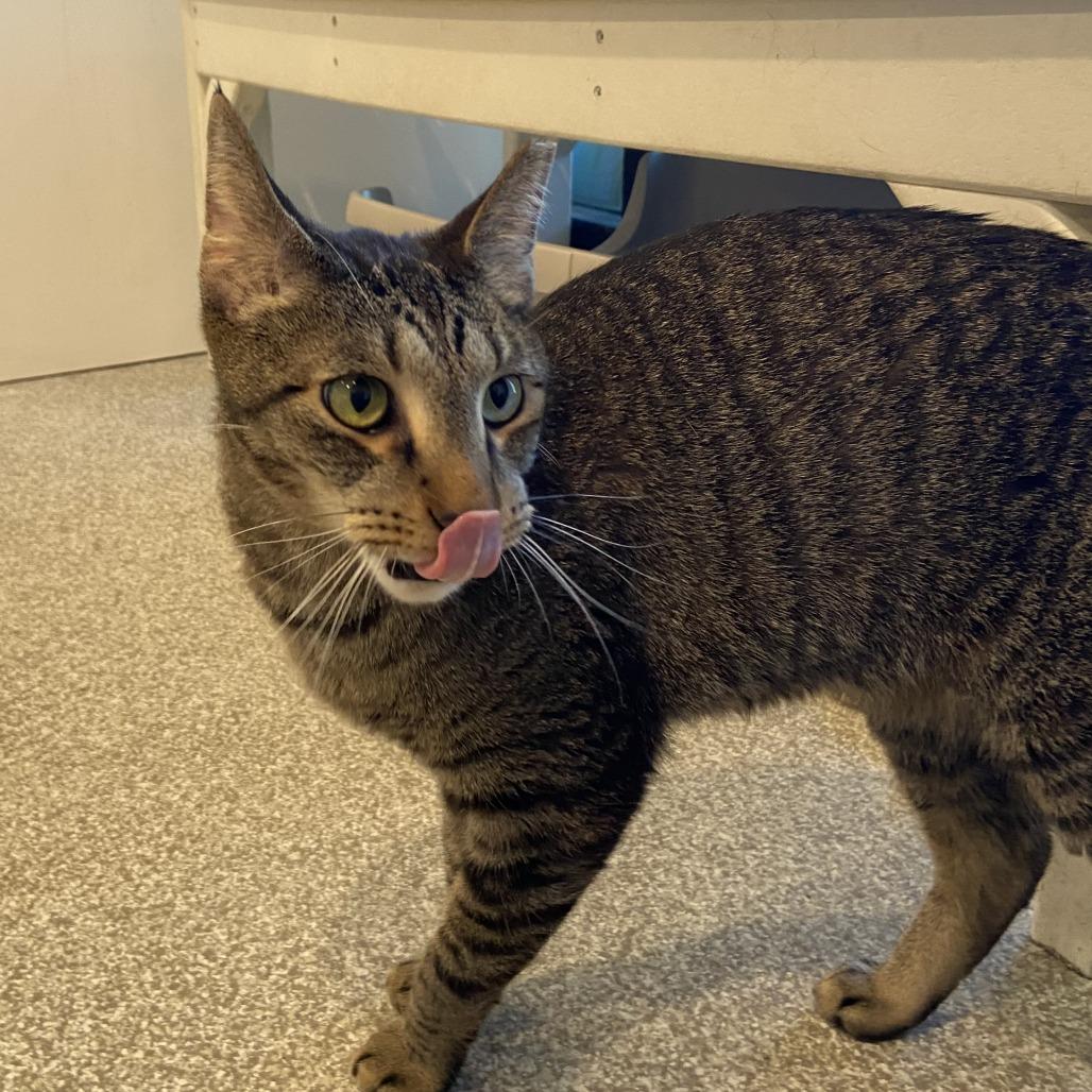 Huckleberry, a Adoptable Domestic Short Hair in Washington Township, OH image 1/3