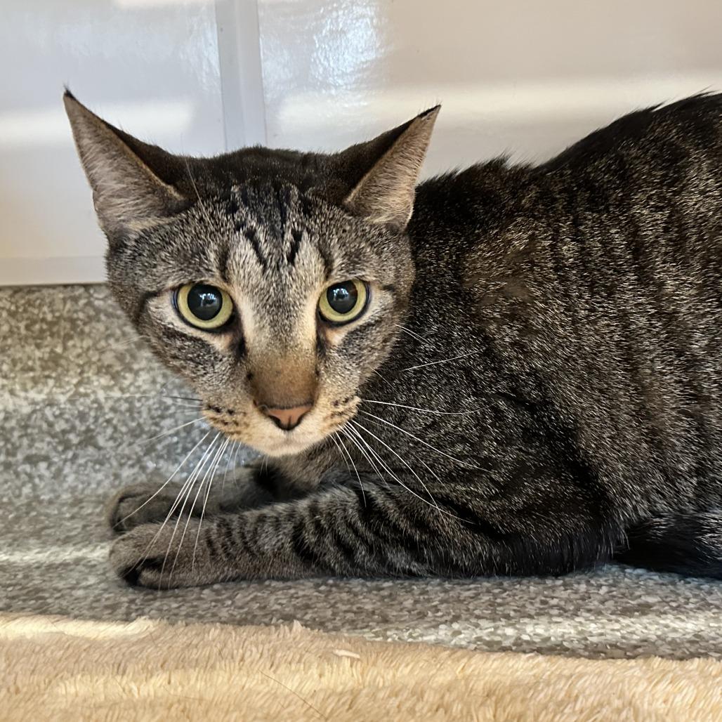 Huckleberry, a Adoptable Domestic Short Hair in Washington Township, OH image 2/3