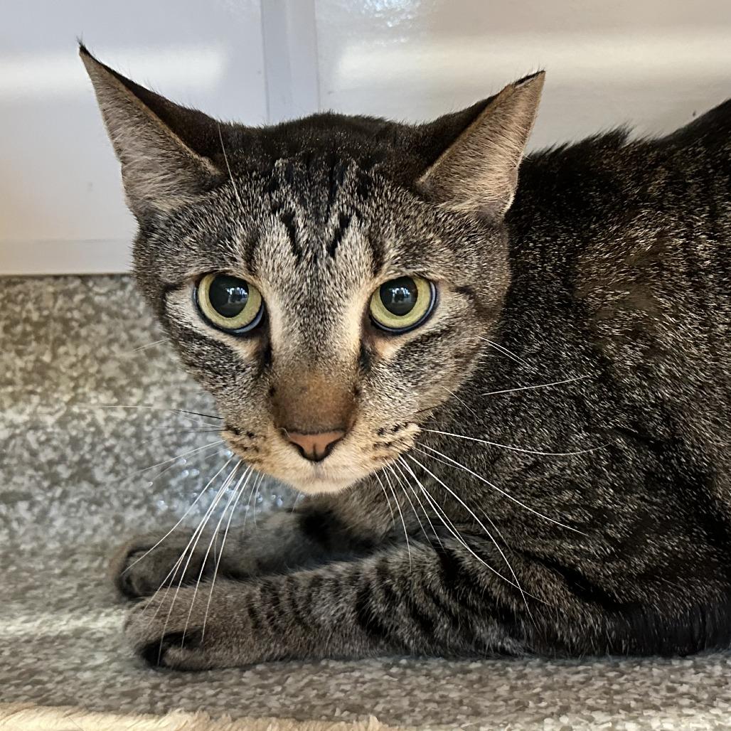 Huckleberry, a Adoptable Domestic Short Hair in Washington Township, OH image 3/3