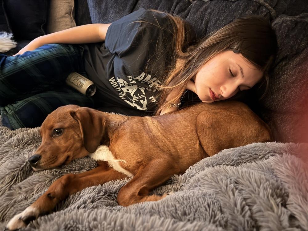 Preston, Adoptable, Puppy Male Hound.