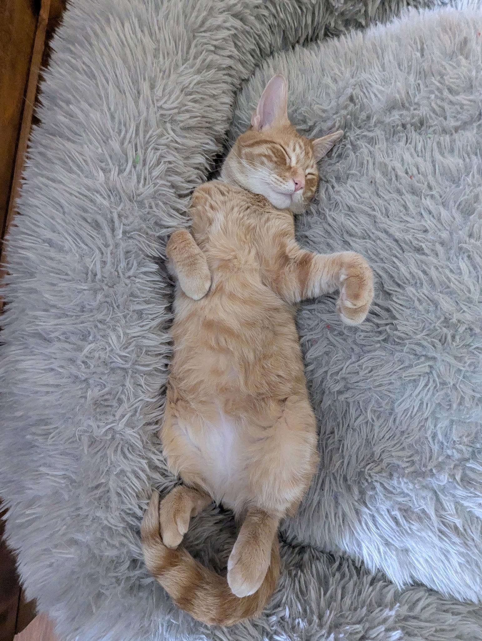 Enlarge Kevin Bacon, a Adoptable Domestic Short Hair in Rootstown, OH image 1/3