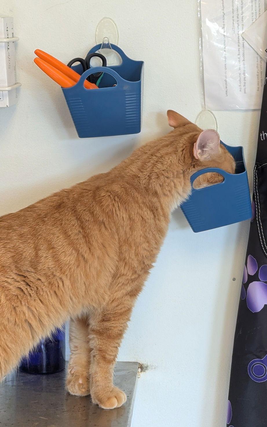 Kevin Bacon, Adoptable, Adult Male Domestic Short Hair.