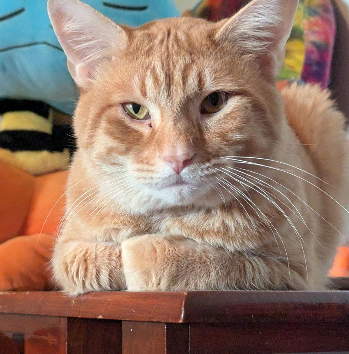 Enlarge Kevin Bacon, a Adoptable Domestic Short Hair in Rootstown, OH image 2/3