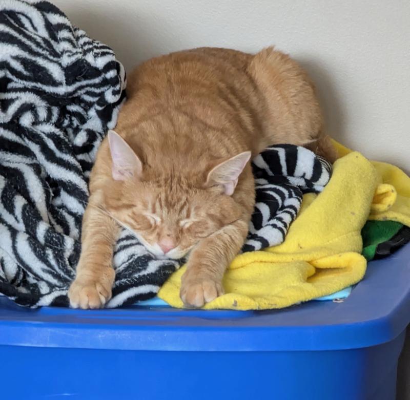 Enlarge Kevin Bacon, a Adoptable Domestic Short Hair in Rootstown, OH image 3/3