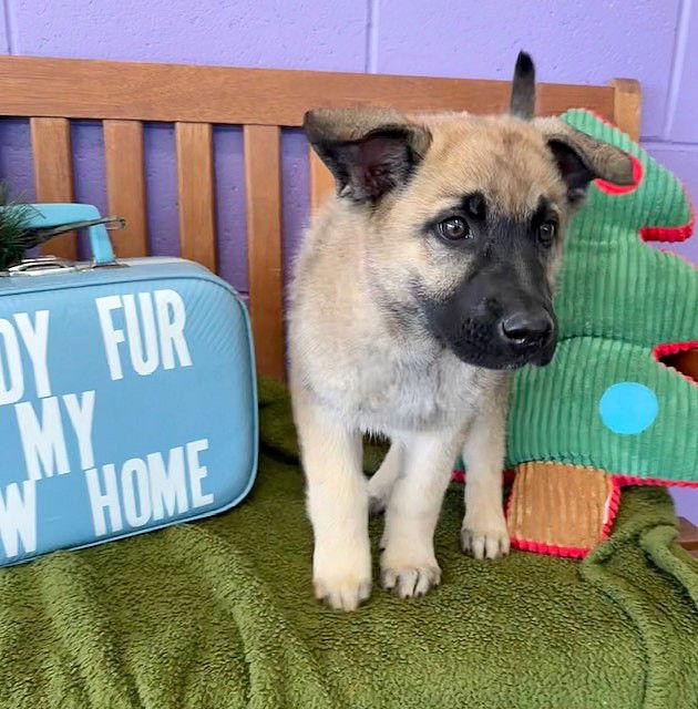 **THEO**, Adoptable, Puppy Male Shepherd.