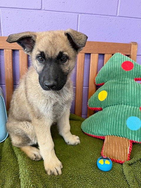 Enlarge **THEO**, a Adoptable Shepherd in North Prairie, WI image 2/2