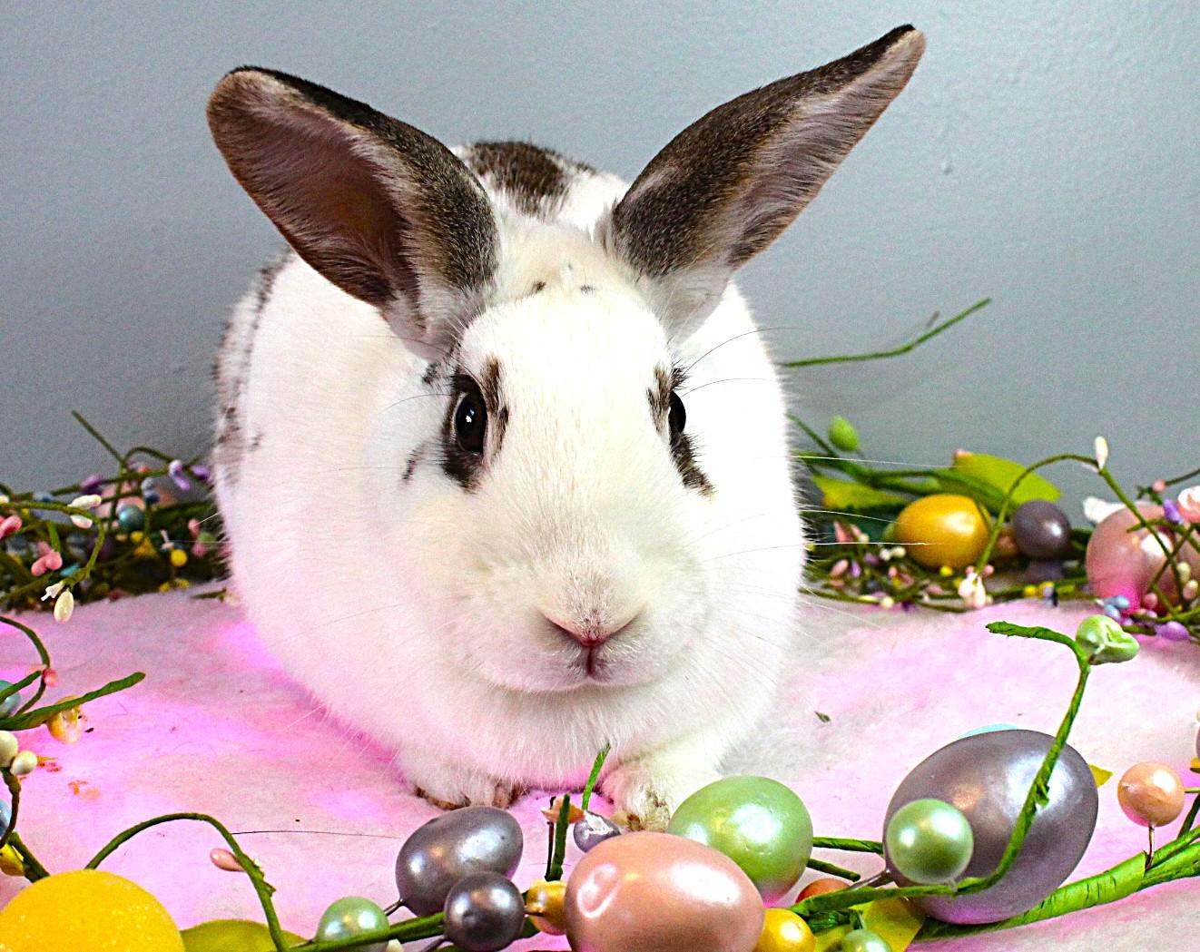 Arielle, Adult Female American