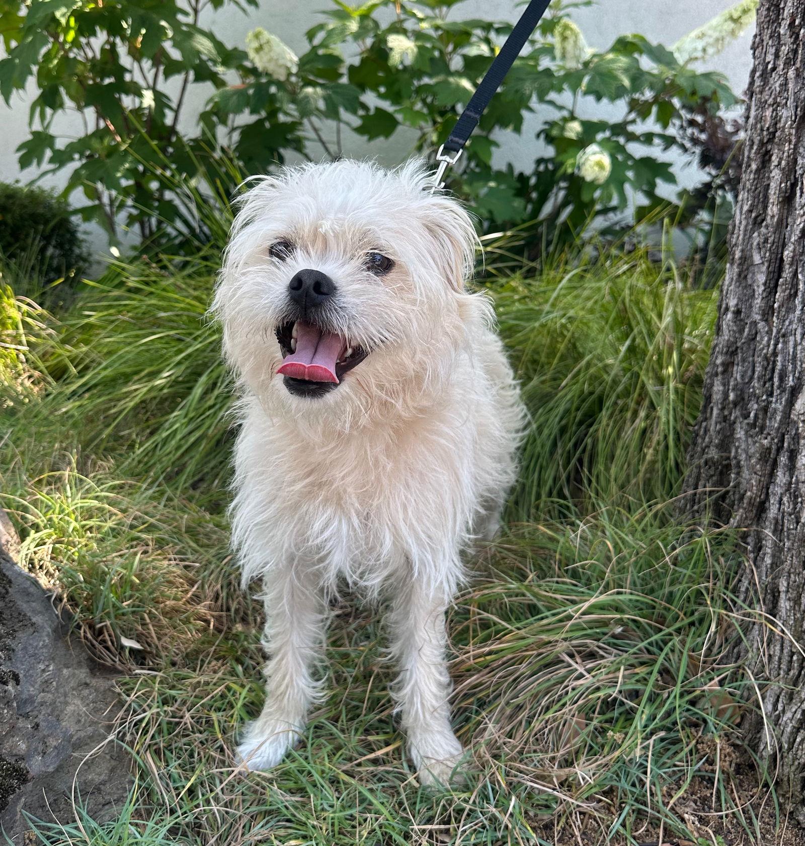 Enlarge Alf, a Adopted Border Terrier in Palo Alto, CA image 1/3