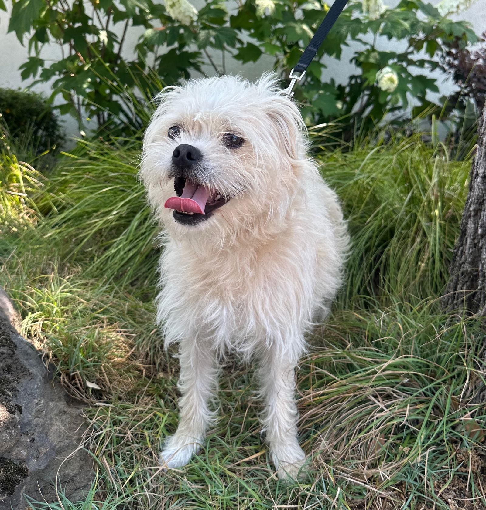 Enlarge Alf, a Adopted Border Terrier in Palo Alto, CA image 2/3