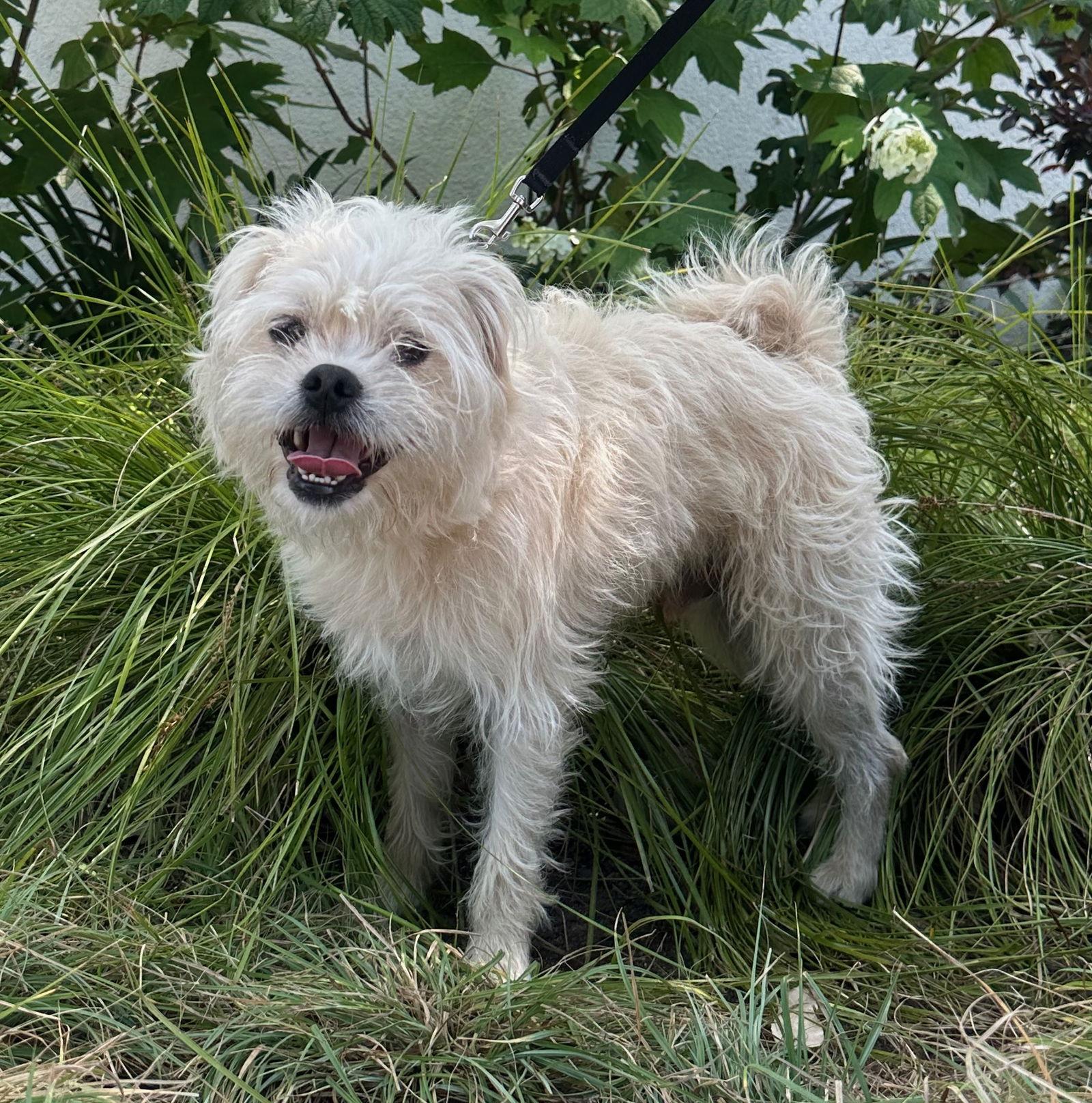 Enlarge Alf, a Adopted Border Terrier in Palo Alto, CA image 3/3