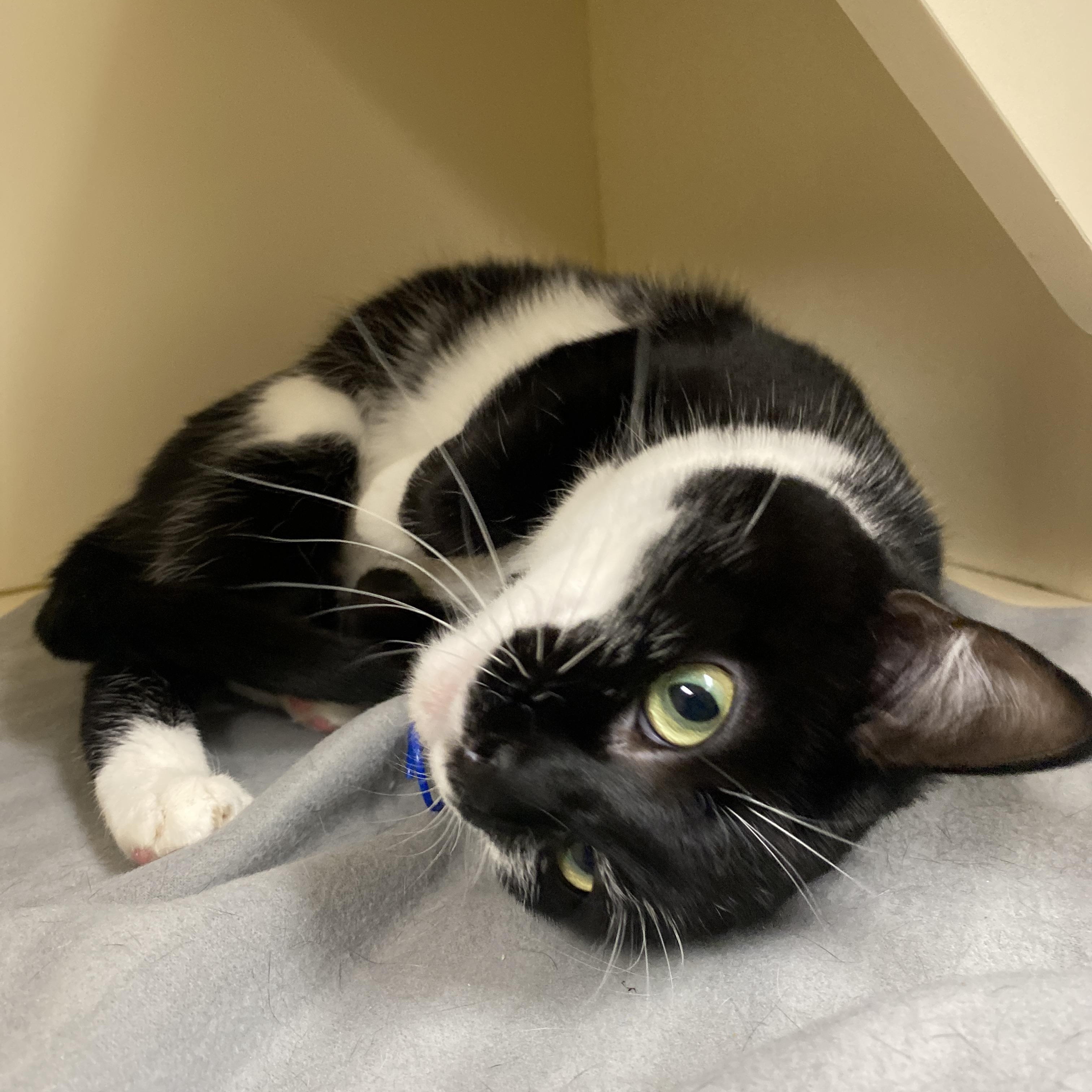 Enlarge Orca, an adopted Domestic Short Hair in Elyria, OH image 3/6
