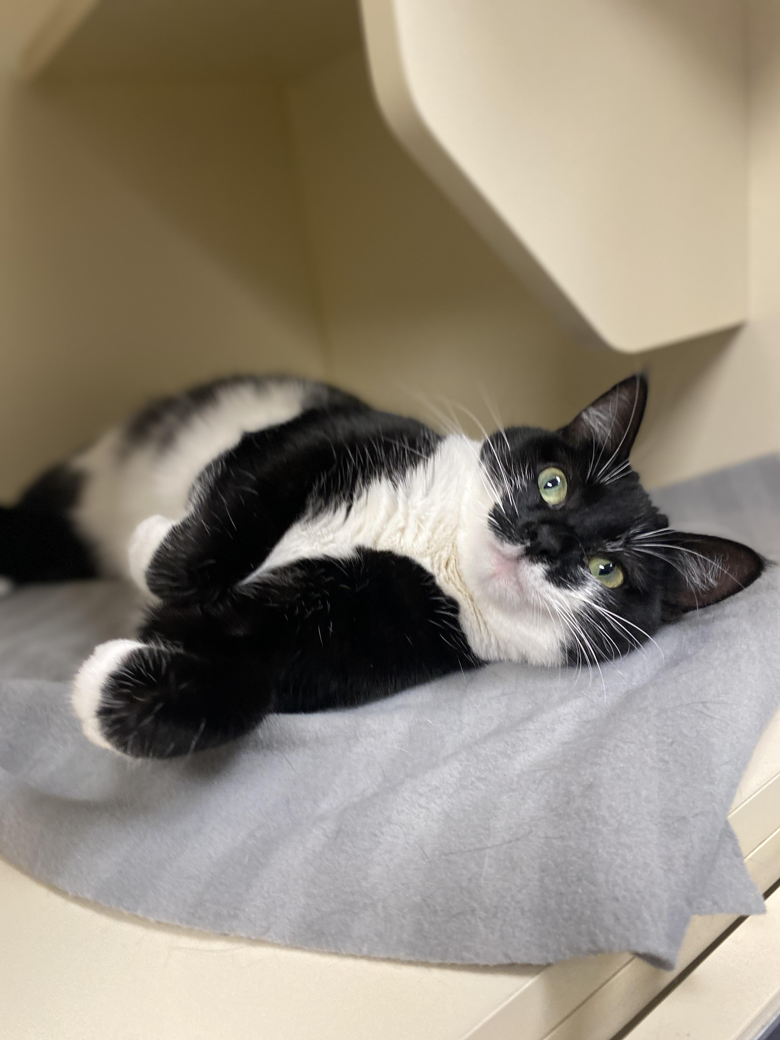 Enlarge Orca, an adopted Domestic Short Hair in Elyria, OH image 6/6