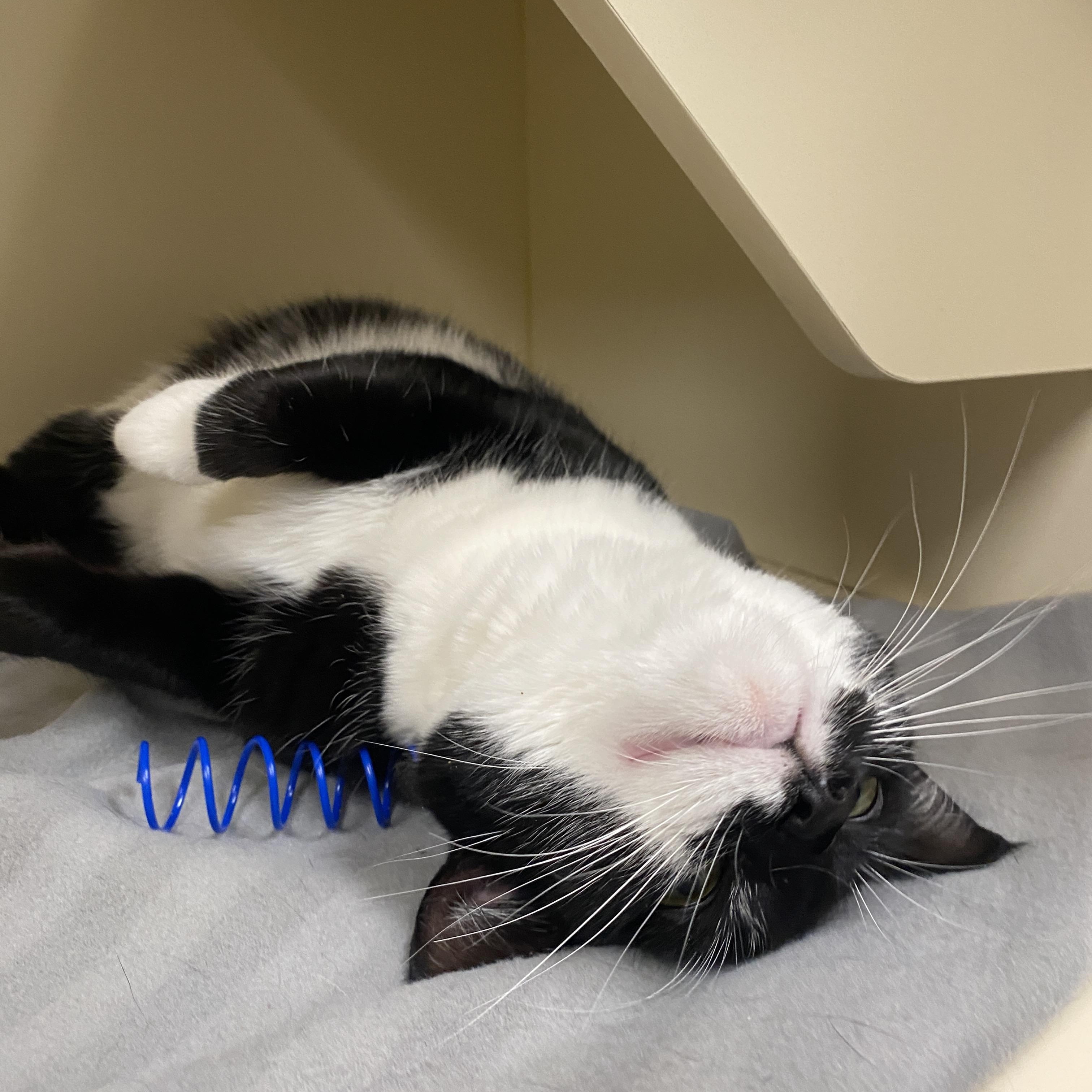 Enlarge Orca, an adopted Domestic Short Hair in Elyria, OH image 5/6