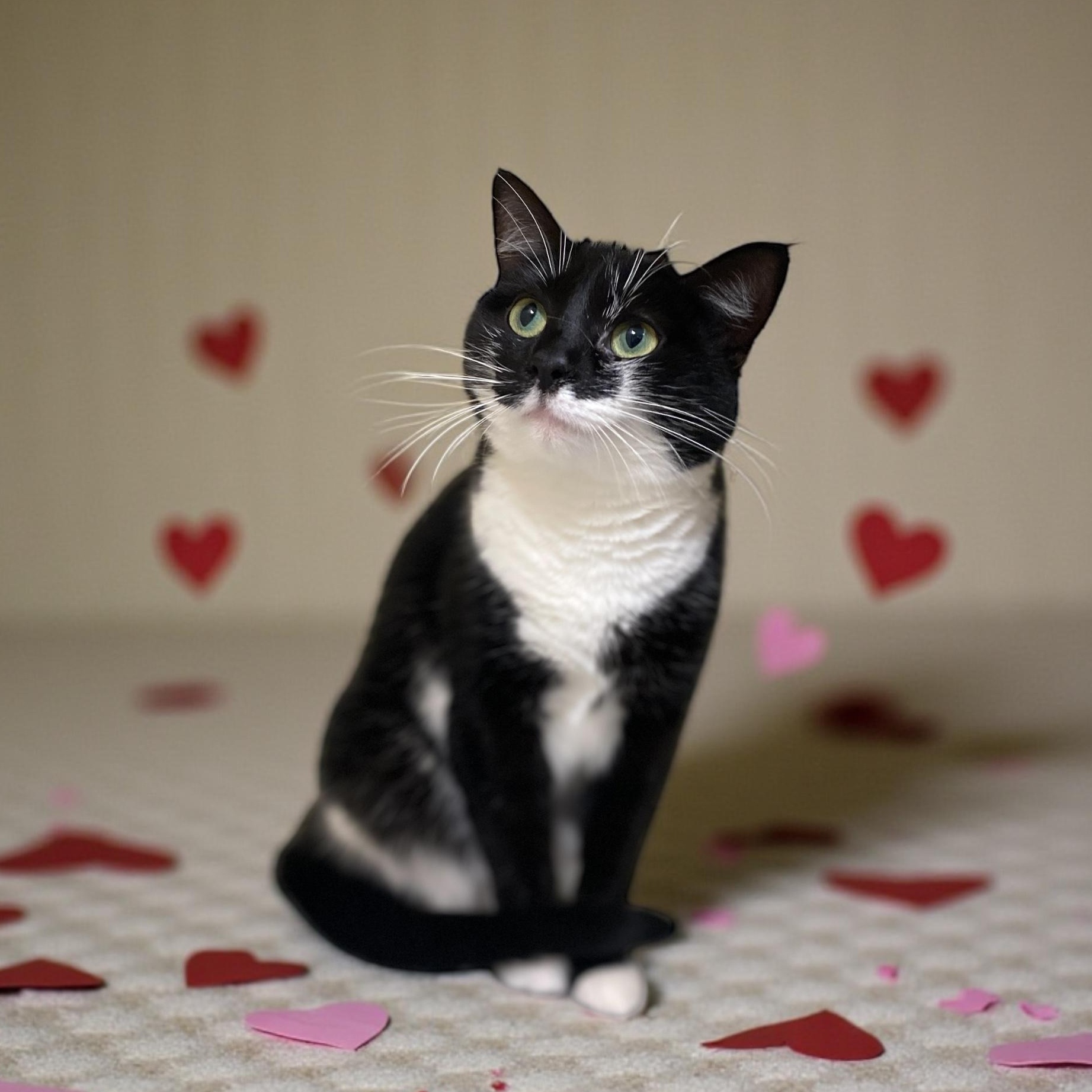 Enlarge Orca, an adopted Domestic Short Hair in Elyria, OH image 1/6