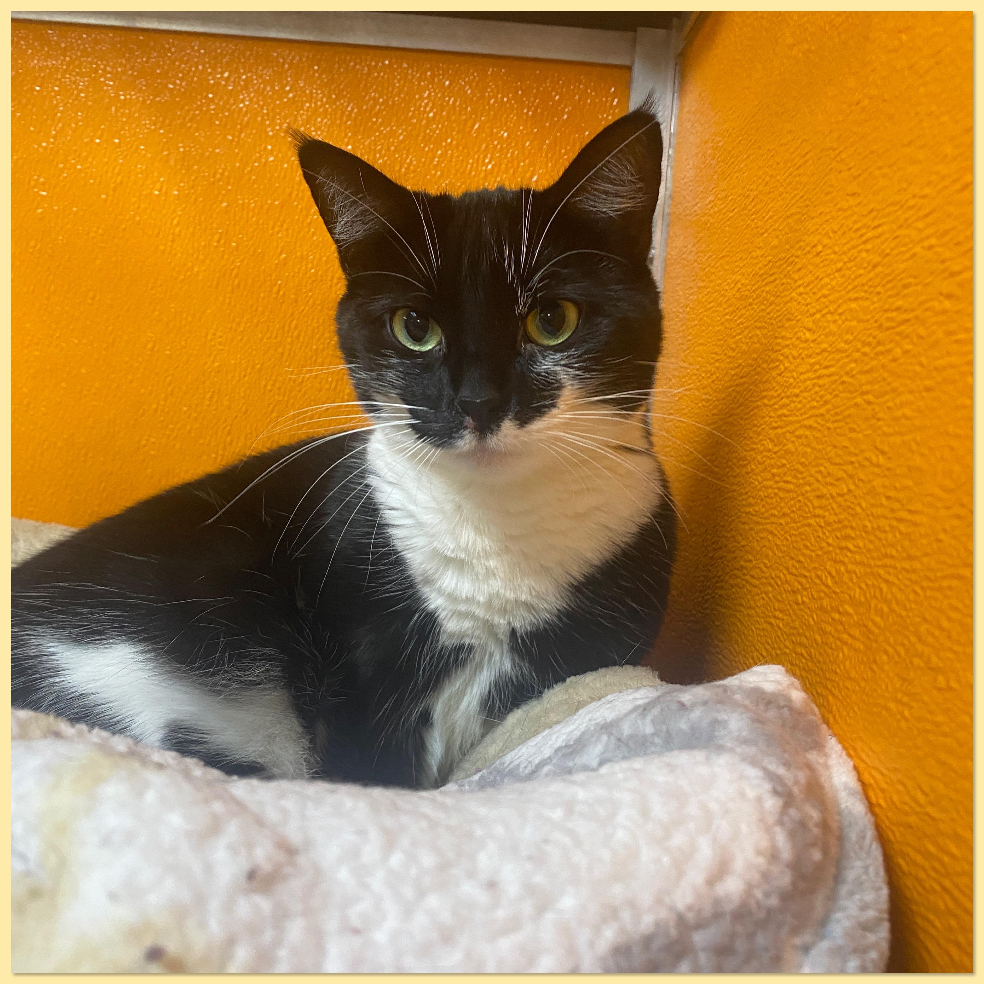 Enlarge Orca, a Adoptable Domestic Short Hair in Elyria, OH image 1/2