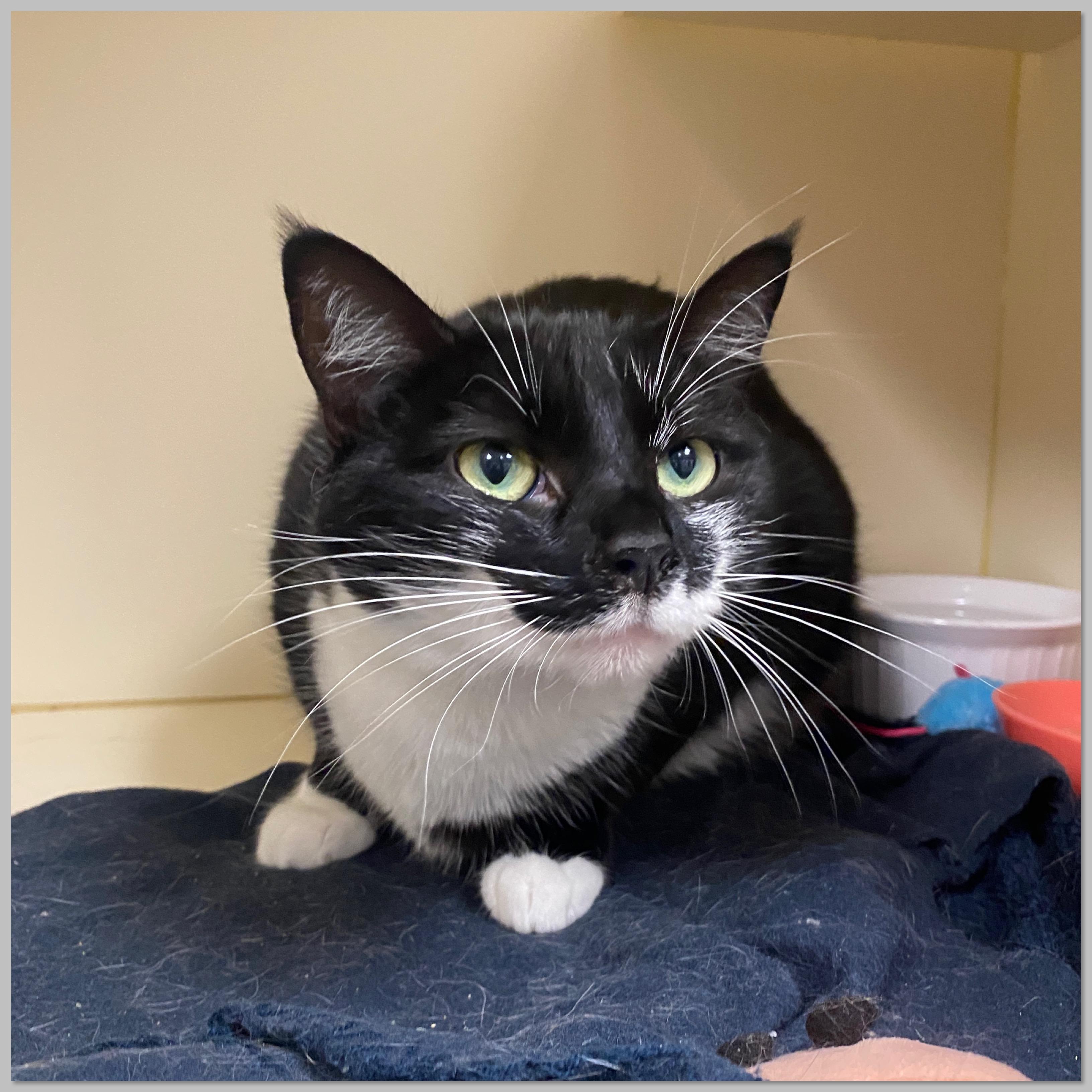 Enlarge Orca, a Adoptable Domestic Short Hair in Elyria, OH image 2/2