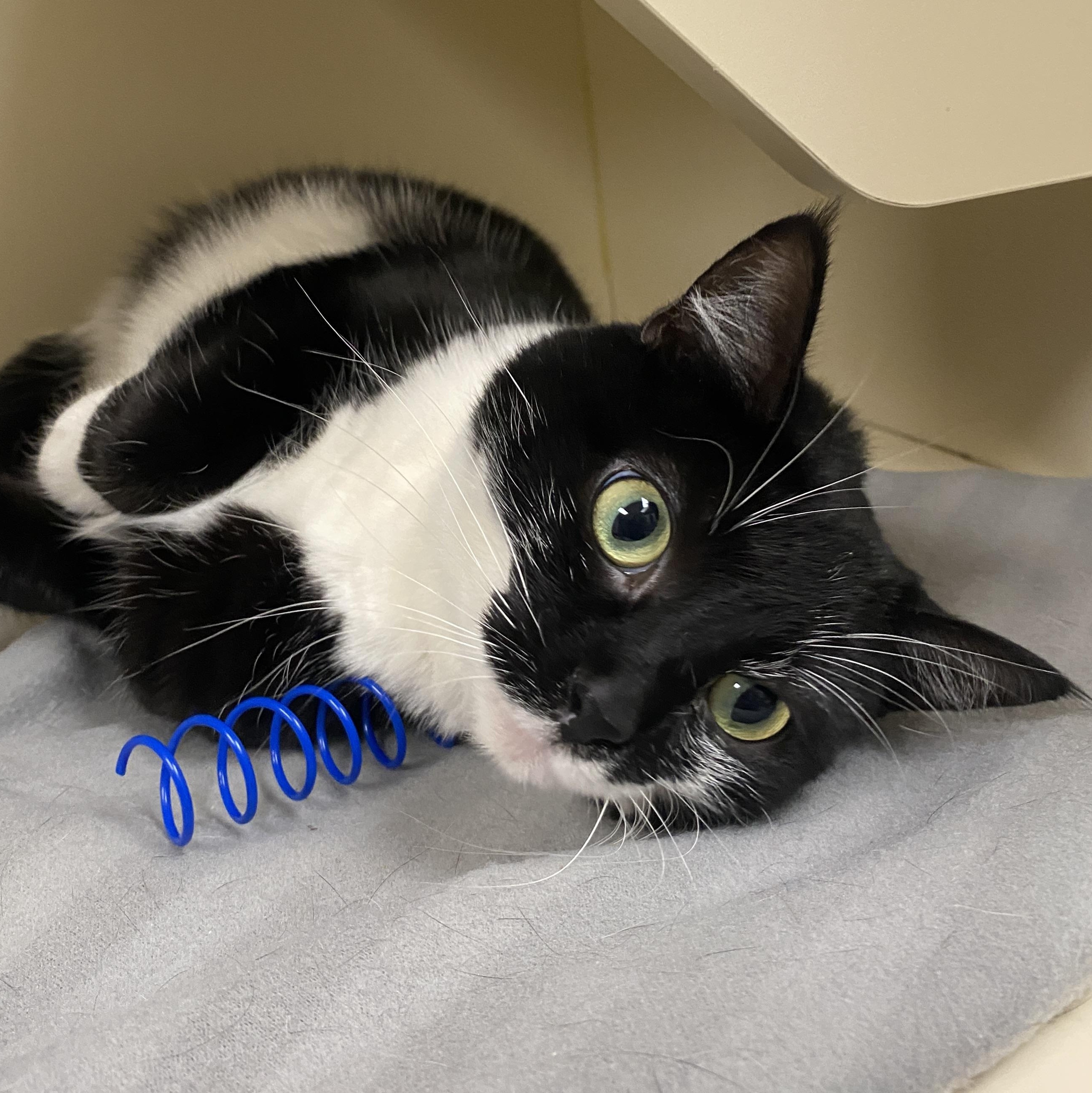 Enlarge Orca, an adopted Domestic Short Hair in Elyria, OH image 2/6