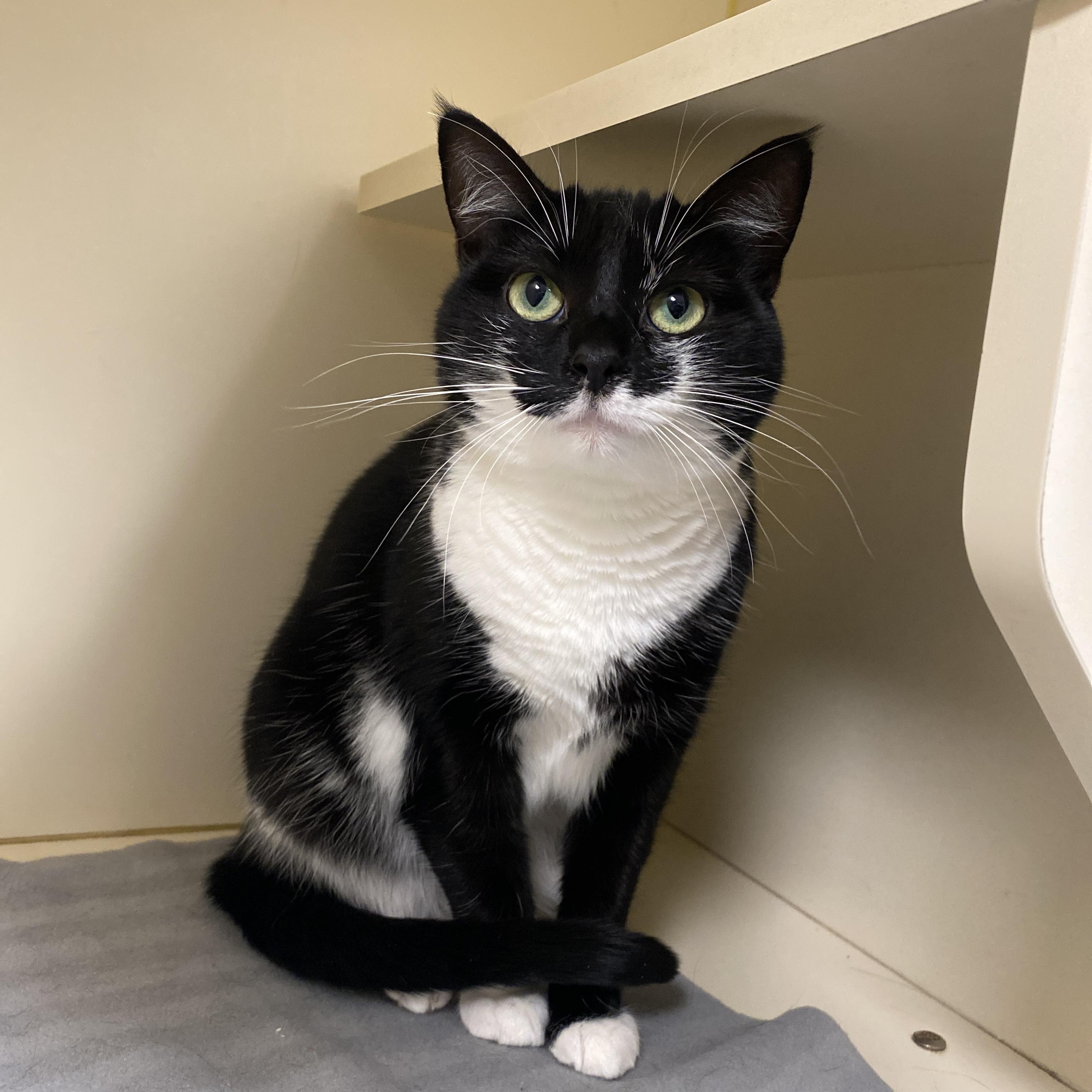 Enlarge Orca, an adopted Domestic Short Hair in Elyria, OH image 4/6