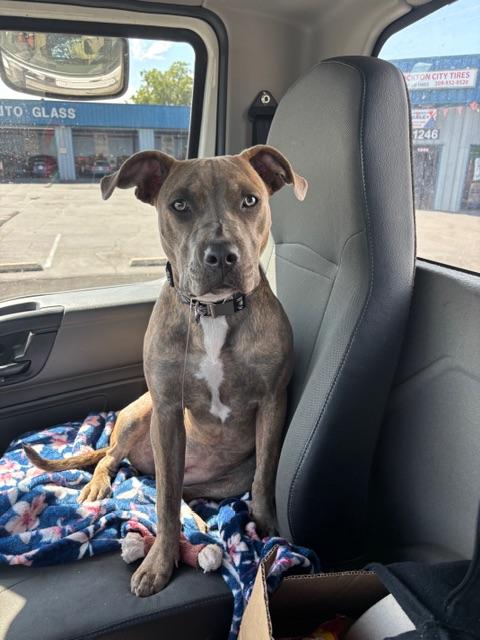 Enlarge Monroe, a ADOPTABLE Pit Bull Terrier in benicia, CA image 1/4