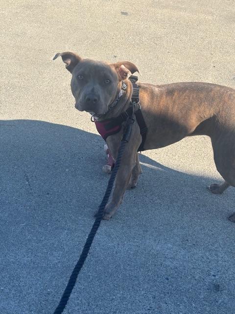 Enlarge Monroe, a ADOPTABLE Pit Bull Terrier in benicia, CA image 4/4