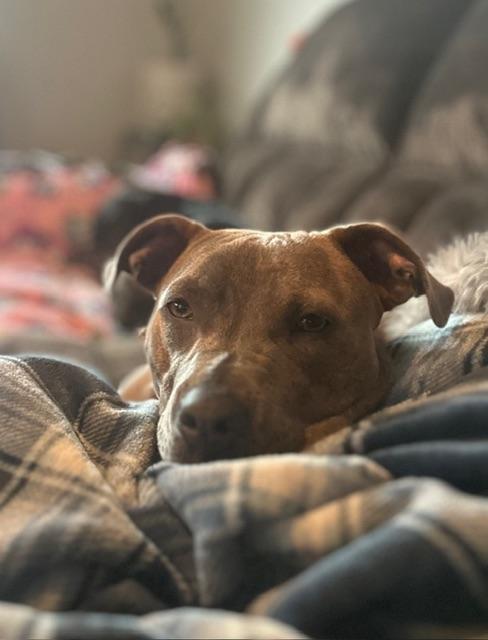 Enlarge Monroe, a ADOPTABLE Pit Bull Terrier in benicia, CA image 2/4