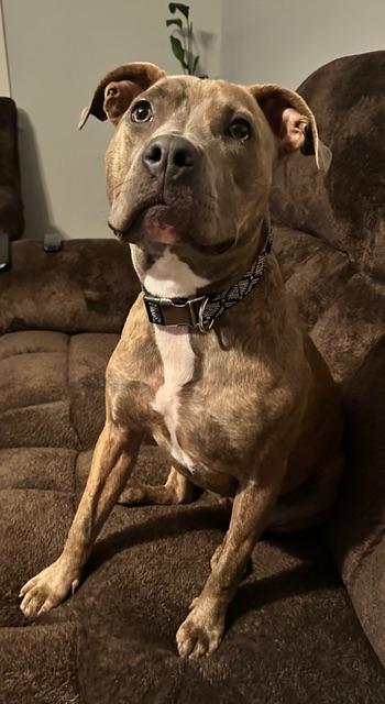 Enlarge Monroe, a ADOPTABLE Pit Bull Terrier in benicia, CA image 3/4