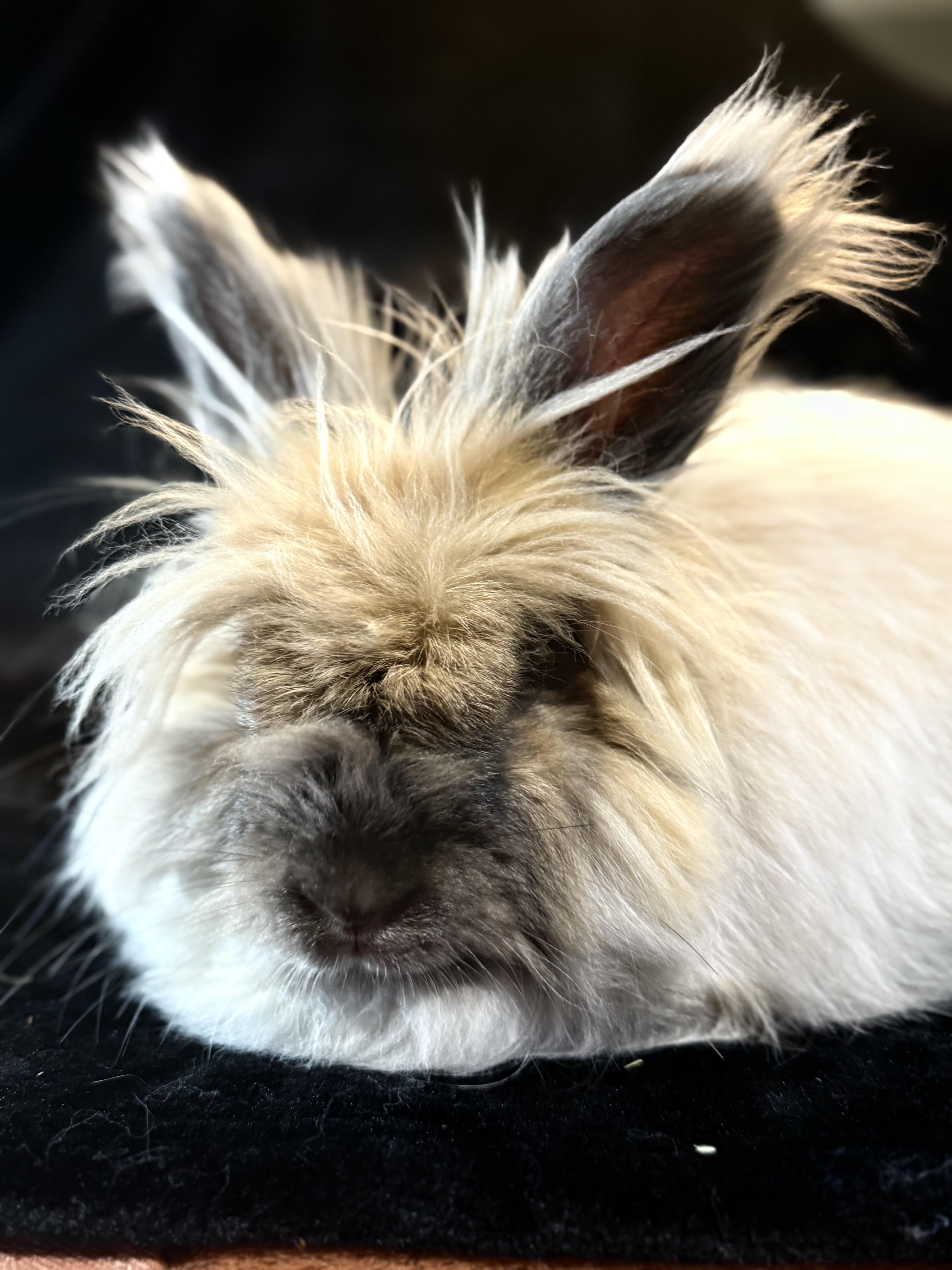Enlarge Mufasa , a ADOPTABLE Angora Rabbit in St. Charles, MO image 4/6