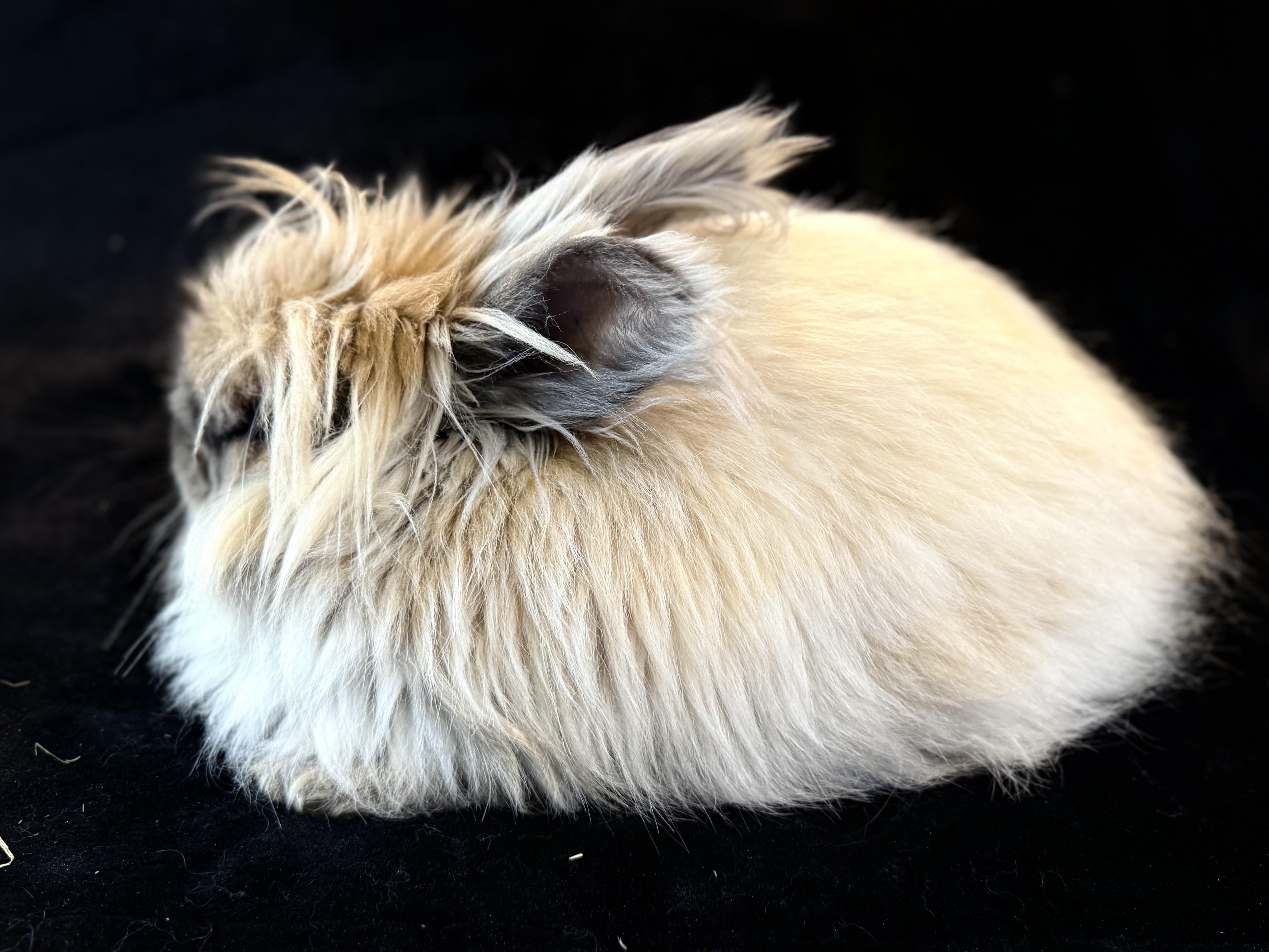 Enlarge Mufasa , a ADOPTABLE Angora Rabbit in St. Charles, MO image 6/6