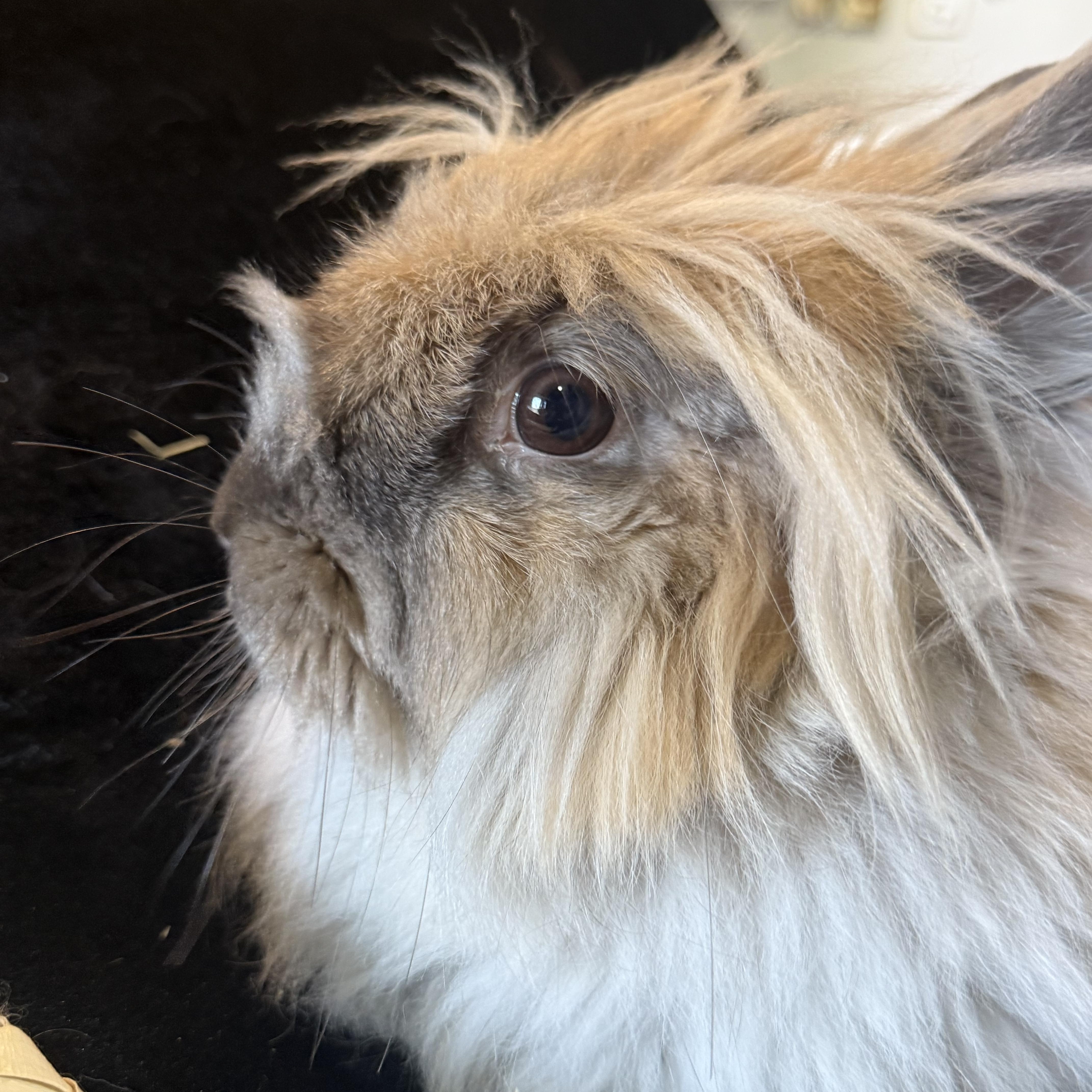 Enlarge Mufasa , a ADOPTABLE Angora Rabbit in St. Charles, MO image 5/6